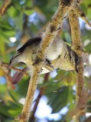 Muscicapa adusta adusta