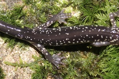 Plethodon punctatus