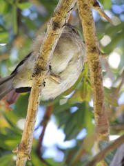 Muscicapa adusta adusta