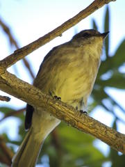 Muscicapa adusta adusta