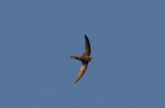 Apus pallidus