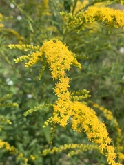 Solidago