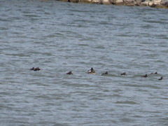 Podiceps nigricollis