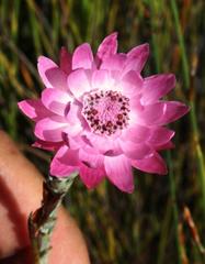 Syncarpha canescens canescens