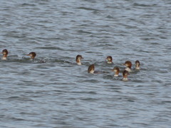 Mergus merganser