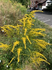 Solidago