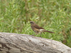 Turdoides hartlaubii
