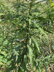 Solidago