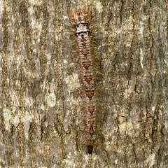 Dendrolimus