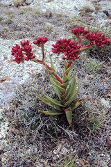 Crassula alba