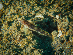 Tomiyamichthys latruncularius