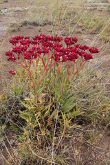 Crassula alba