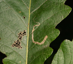 Stigmella quercipulchella