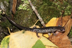 Plethodon punctatus