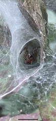 Araneae