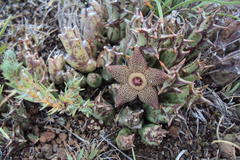 Orbea cooperi