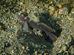 Cryptocentrus fasciatus