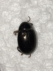 Amphicyrta chrysomelina