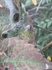Araneae