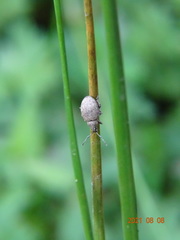 Peritelus sphaeroides