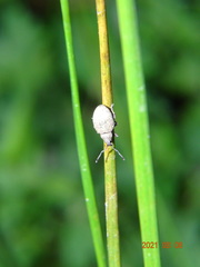 Peritelus sphaeroides