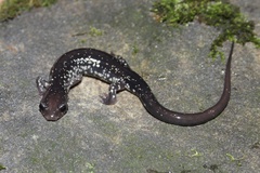 Plethodon punctatus
