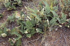 Cheilanthes eckloniana