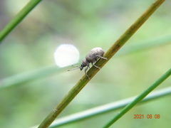 Peritelus sphaeroides