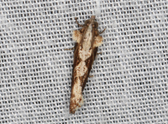 Oxysemaphora notialis