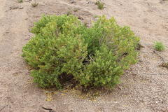 Monechma mollissimum