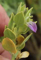 Monechma mollissimum