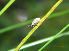 Peritelus sphaeroides