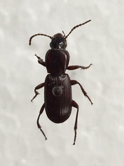 Pterostichus angustus