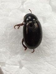 Amphicyrta chrysomelina