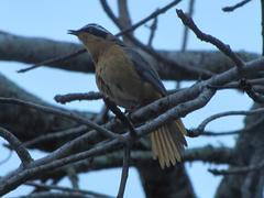 Cossypha heuglini heuglini