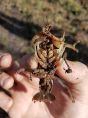 Lacunicambarus diogenes