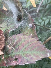 Araneae