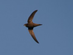 Apus pallidus