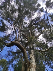 Eucalyptus pulchella