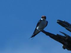 Hirundo smithii smithii
