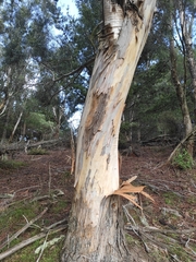 Eucalyptus pulchella