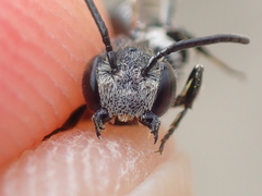 Coelioxys mandibularis