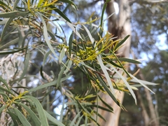 Eucalyptus pulchella