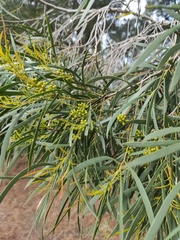 Eucalyptus pulchella