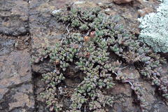 Chasmatophyllum musculinum