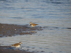 Charadrius vociferus