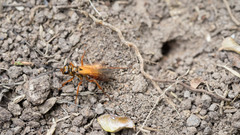 Sphictostethus fugax