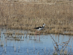 Himantopus mexicanus