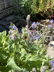 Borago