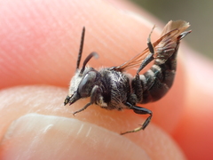 Coelioxys mandibularis